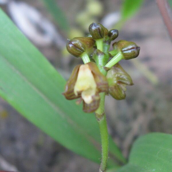 Polystachya mukandaensis Flor