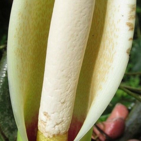 Philodendron tripartitum Fleur