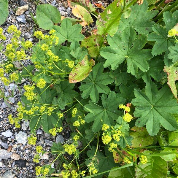 Alchemilla xanthochlora Kvet