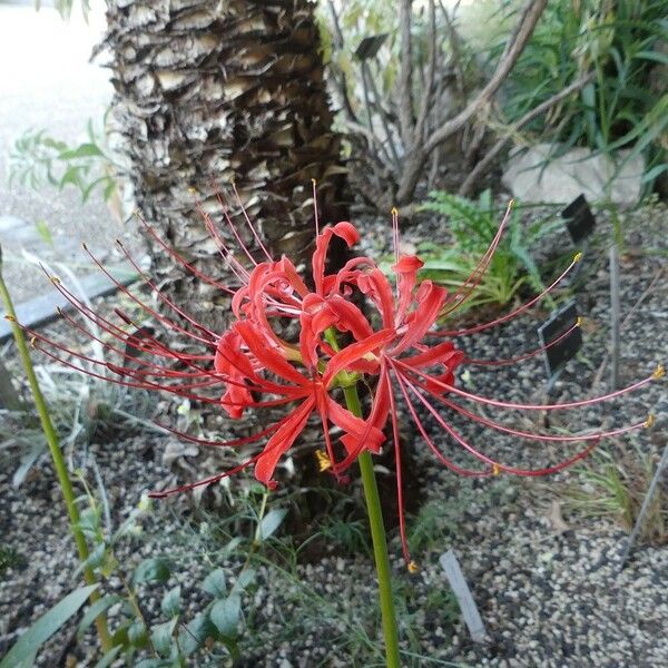 Lycoris radiata Квітка