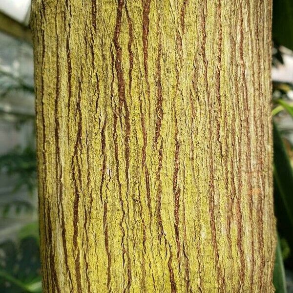 Artocarpus heterophyllus Кора