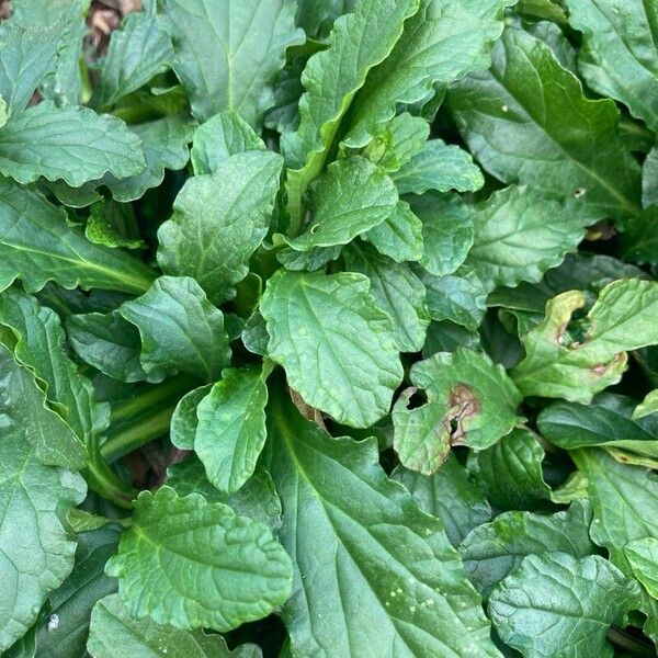 Ajuga genevensis Leaf