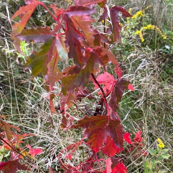 Acer tataricum List