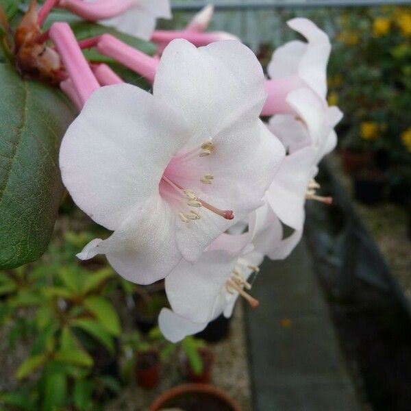 Rhododendron armitii Flor