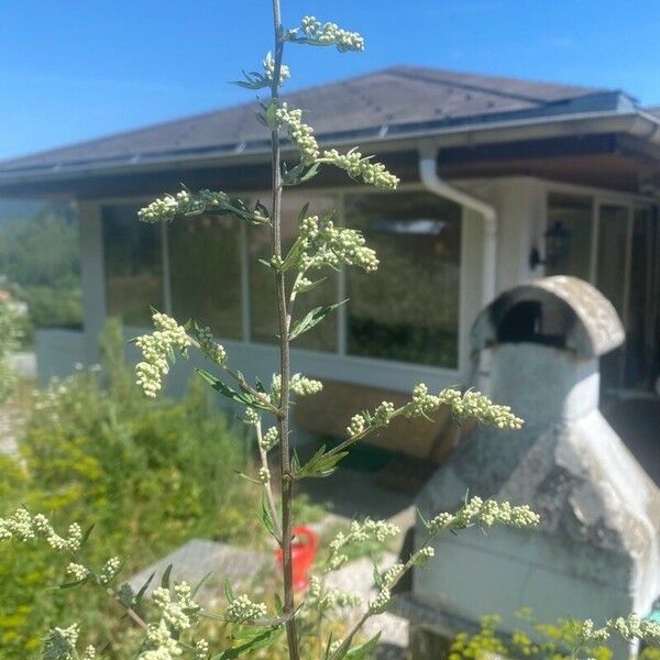 Artemisia vulgaris Цвят