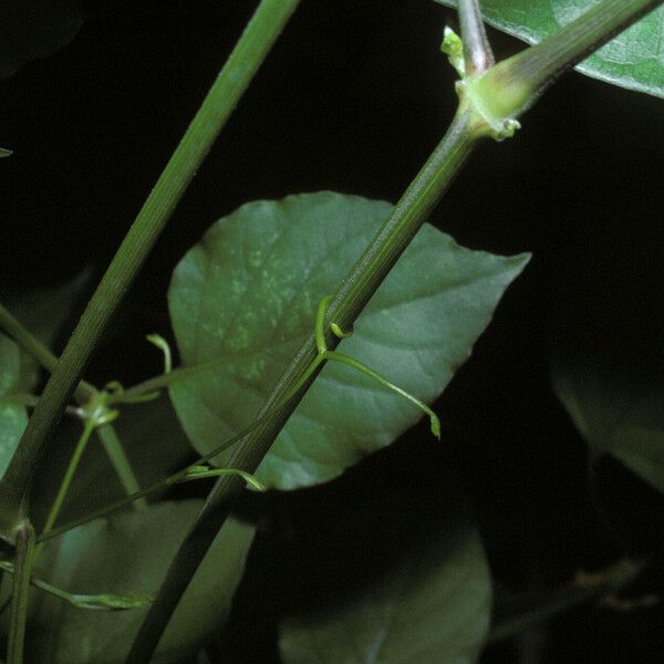 Entada polystachya Bark