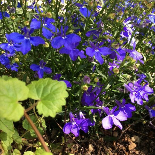 Lobelia erinus Floare