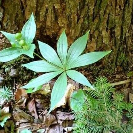 Medeola virginiana Blad