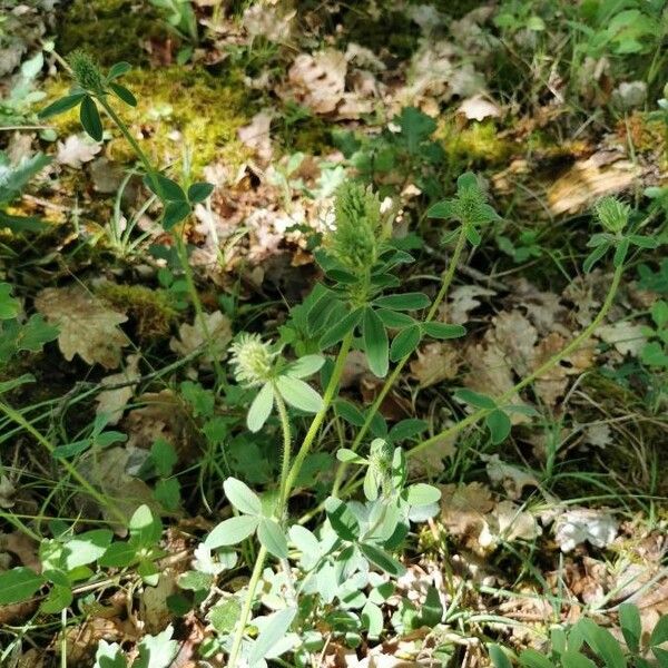 Trifolium alexandrinum 整株植物