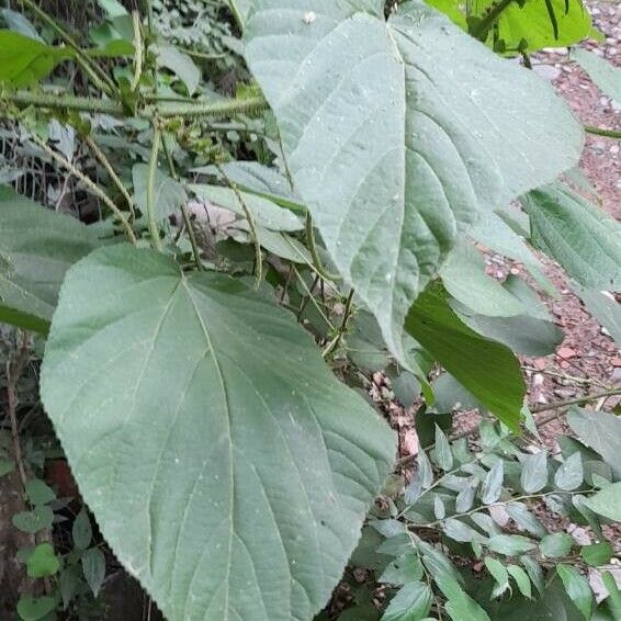 Acalypha plicata Leaf