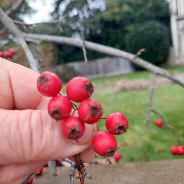 Crataegus persimilis Fruto