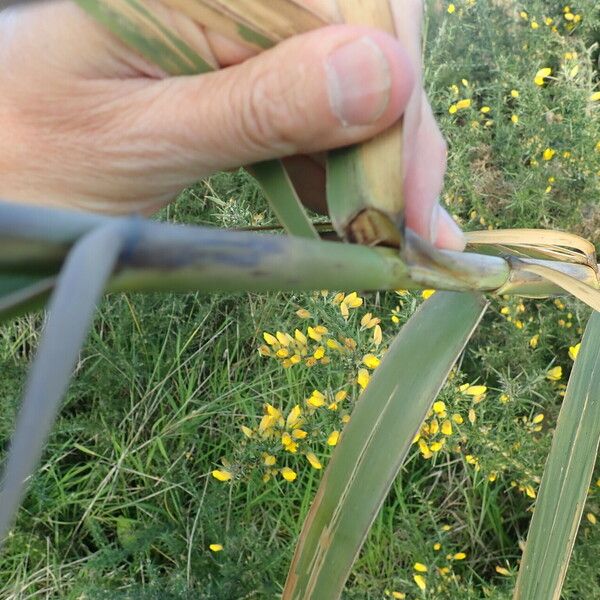 Phragmites karka Leaf