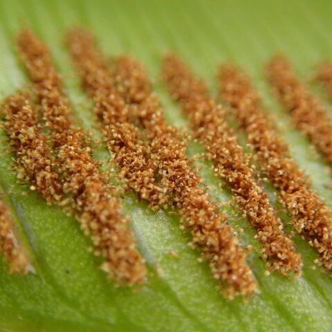 Asplenium africanum 葉