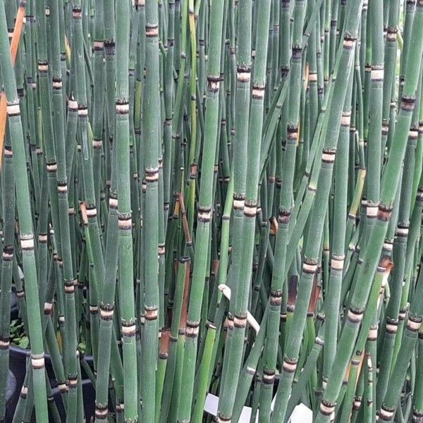 Equisetum hyemale Folha