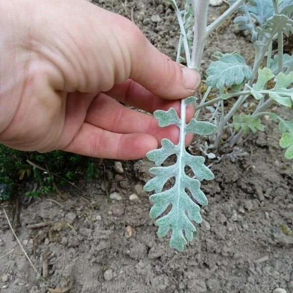 Jacobaea maritima Leaf