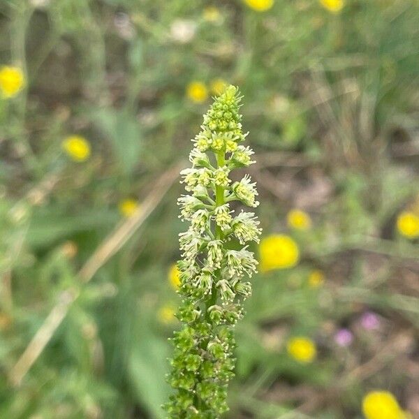 Reseda luteola Flower