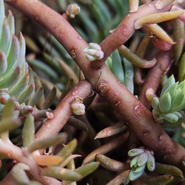 Petrosedum rupestre Bark