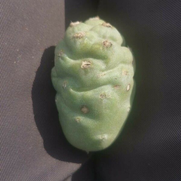 Tephrocactus alexanderi Fruit