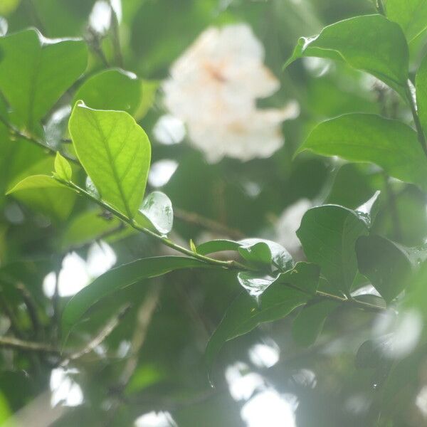 Brunfelsia grandiflora Цветок