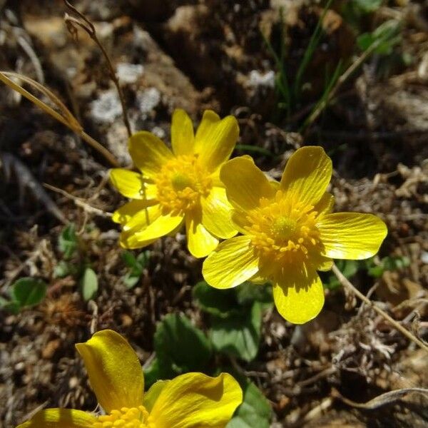 Ranunculus bullatus Flower