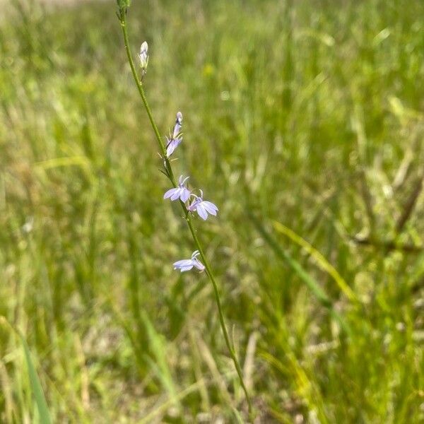 Lobelia spicata Lorea