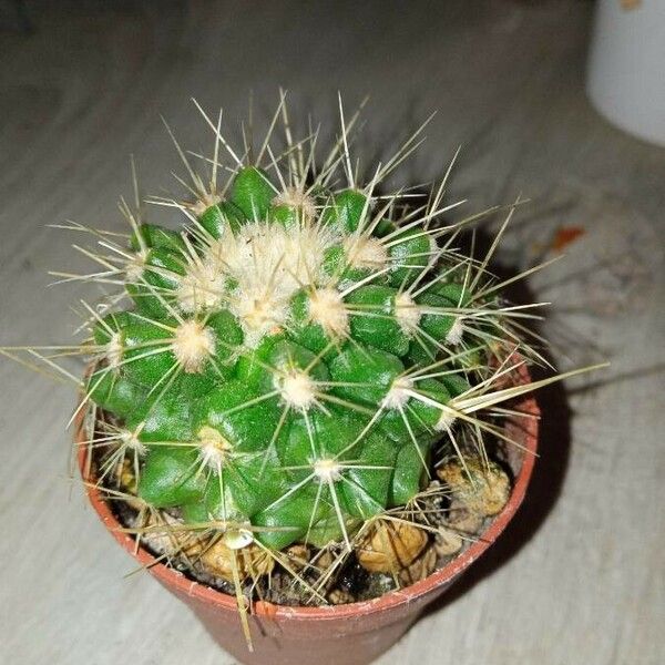 Echinocactus grusonii ഇല