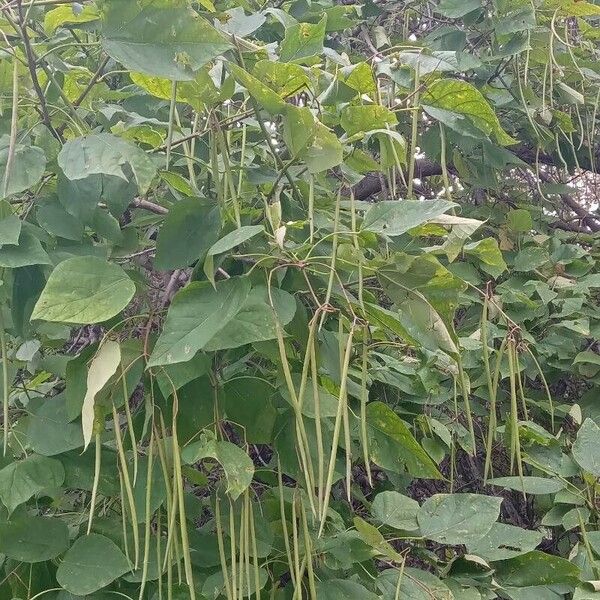 Catalpa bignonioides Vekstform