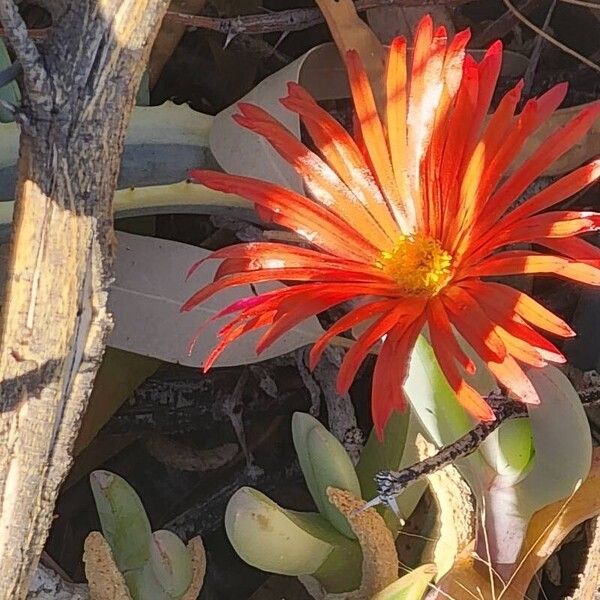 Malephora crocea Flower