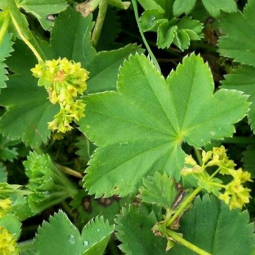 Alchemilla monticola Leaf