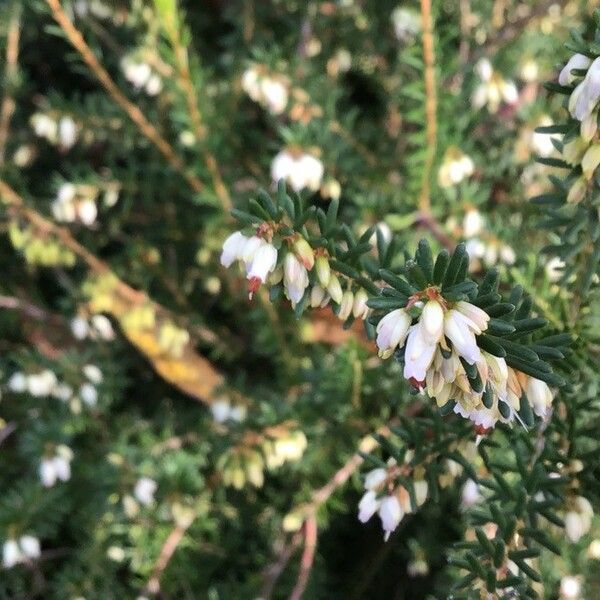 Erica erigena Hoja