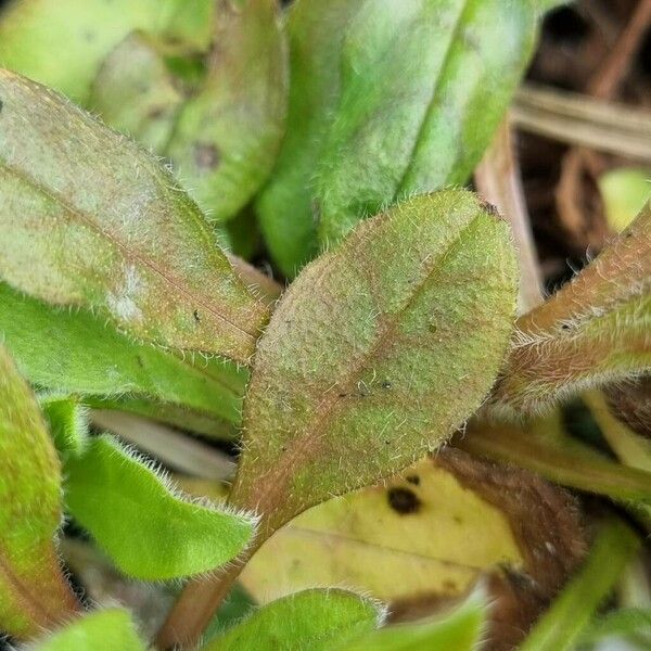 Myosotis alpestris Folha