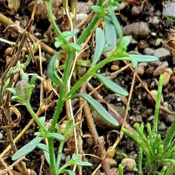 Silene gallica Blad