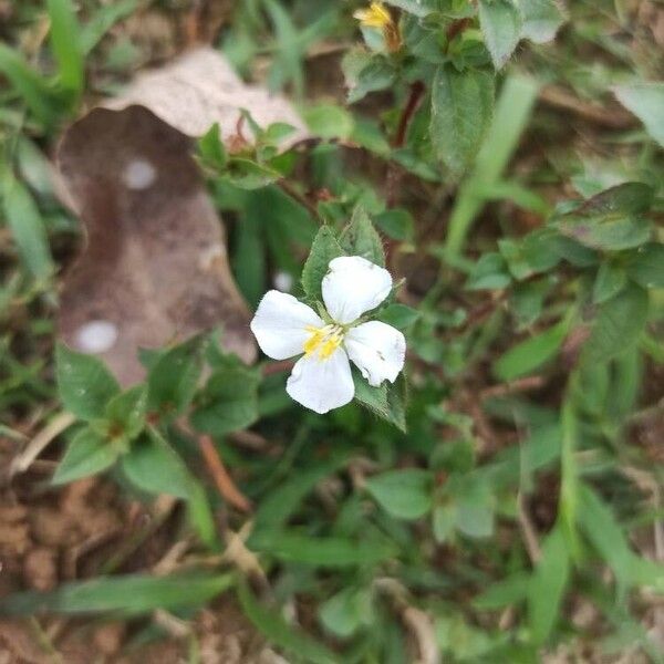 Pterolepis glomerata Flower