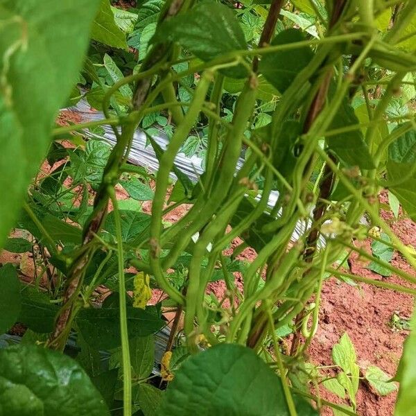 Vigna unguiculata Fruit