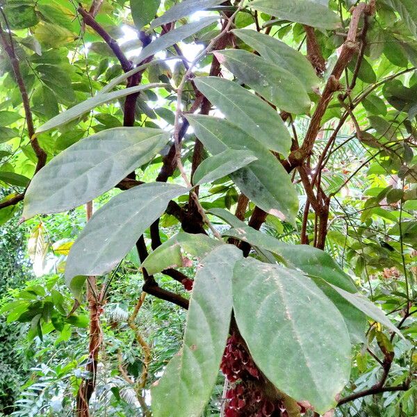 Aristolochia arborea Blatt