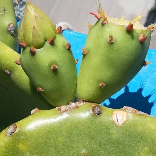 Opuntia stricta অন্যান্য