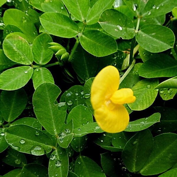 Arachis hypogaea फूल