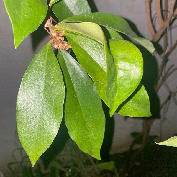 Brunfelsia americana Лист
