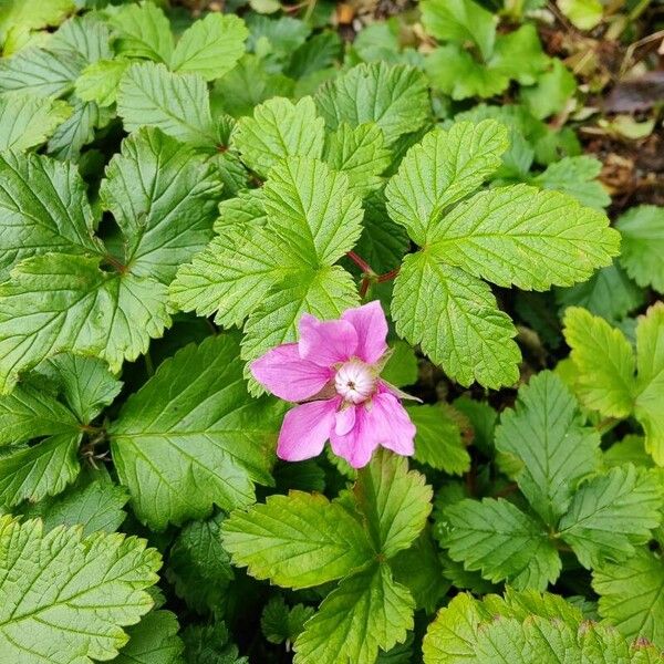 Rubus arcticus Цвят