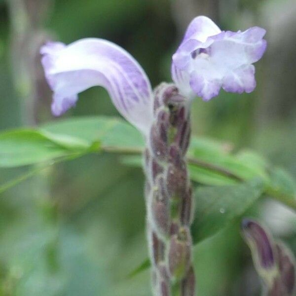 Stachytarpheta indica Цвят