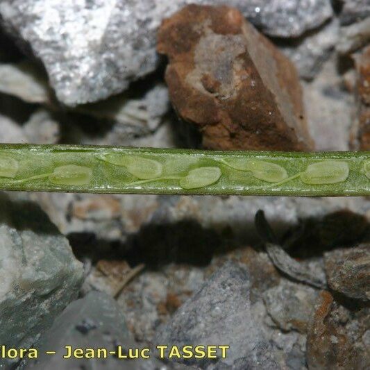 Moricandia moricandioides Fruit