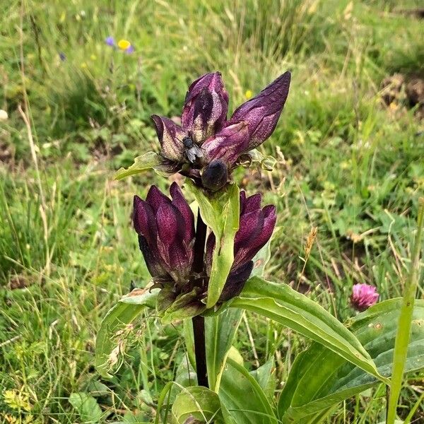 Gentiana pannonica फूल