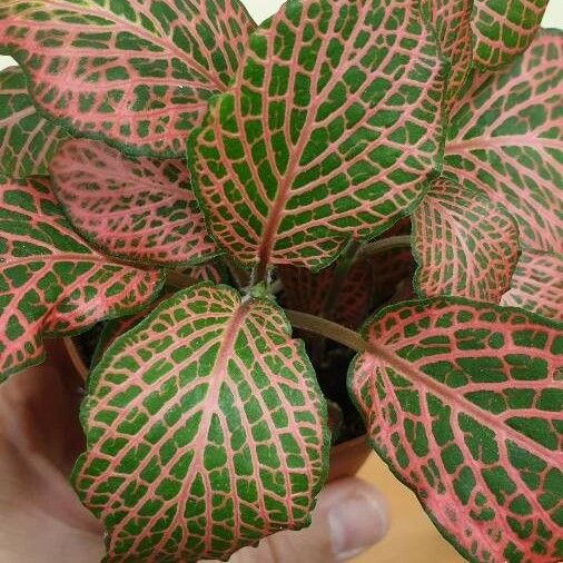 Fittonia albivenis Deilen