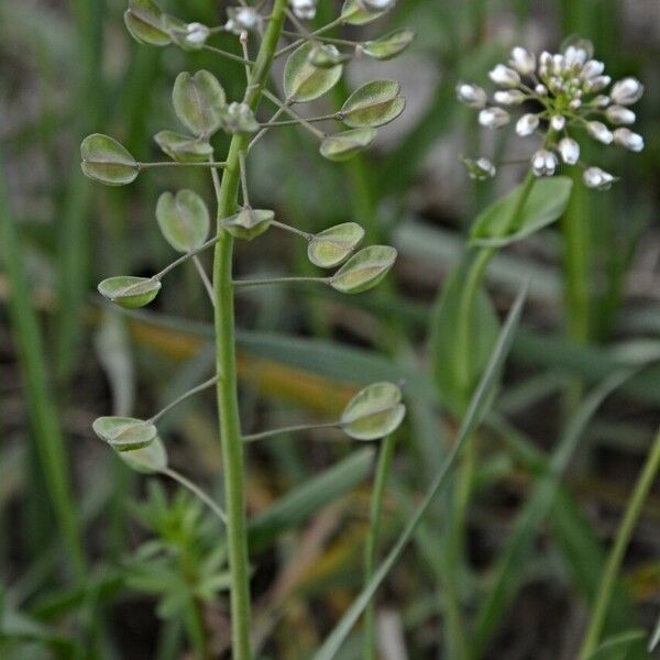 Noccaea perfoliata Other