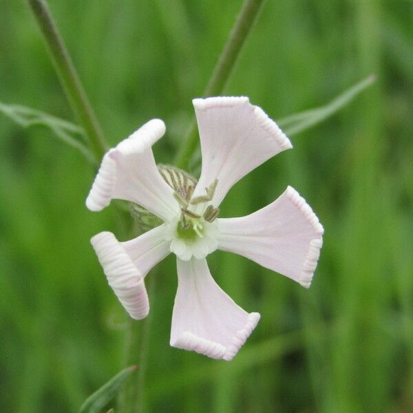 Silene conica Blomma