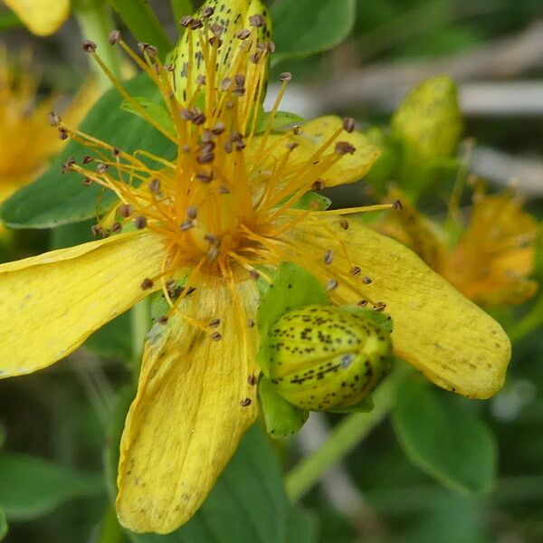 Hypericum maculatum Bloem