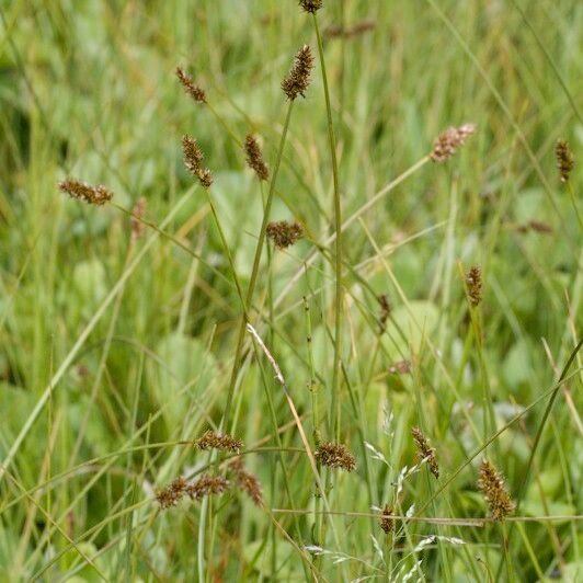 Carex diandra Vekstform