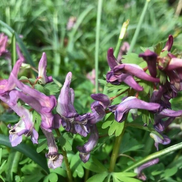 Corydalis solida Квітка