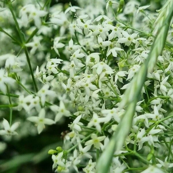 Galium album Flor