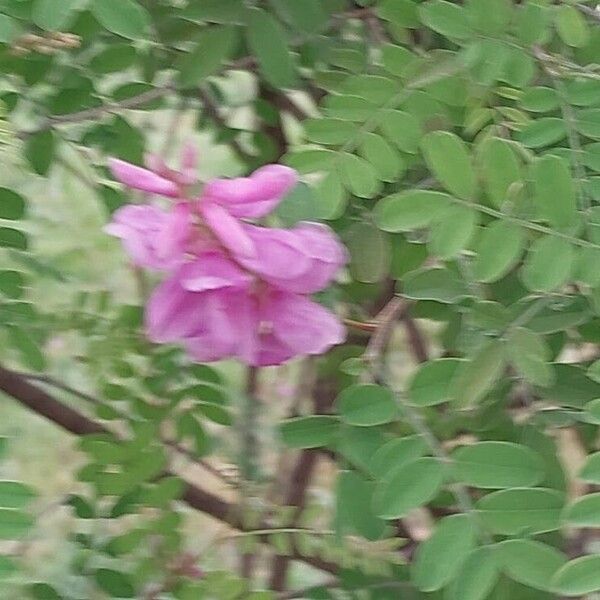 Indigofera tinctoria Flower